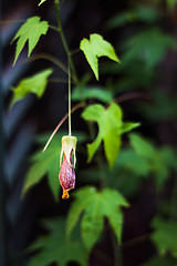 Image showing Fascinating single fuchsia flower close up