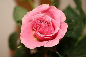 Image showing Pink rose for you