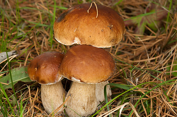 Image showing Three ceps.