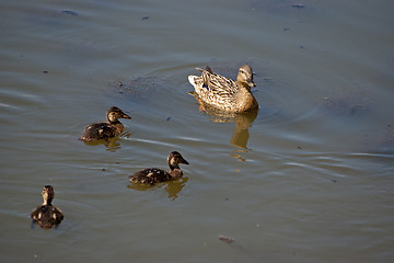 Image showing Ducks.