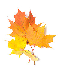 Image showing Maple leaves.