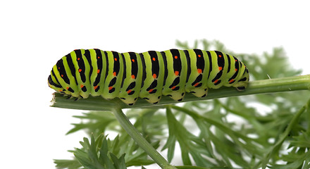 Image showing Caterpillar.