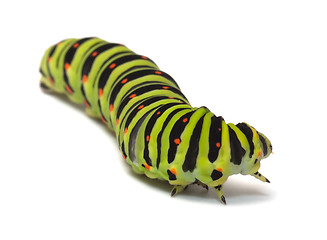 Image showing Caterpillar.
