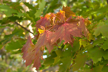 Image showing Autumn leaves.