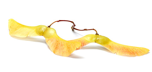 Image showing Maple seeds.