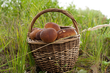 Image showing Crop of mushrooms.