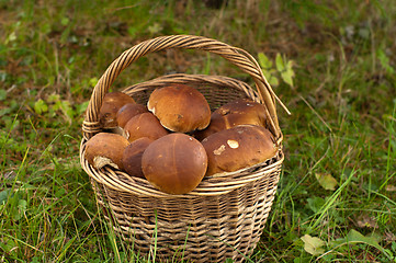 Image showing Crop of mushrooms.