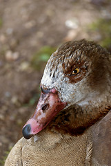 Image showing Duck