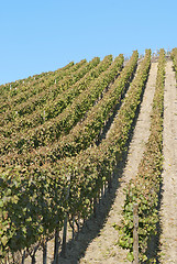 Image showing Wine Field