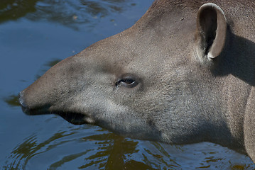 Image showing South American Tapir