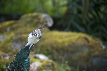 Image showing Peacock Bird