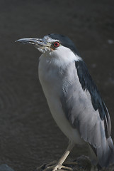 Image showing Black-crowned Night Heron