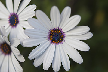 Image showing African Daisy Flowers