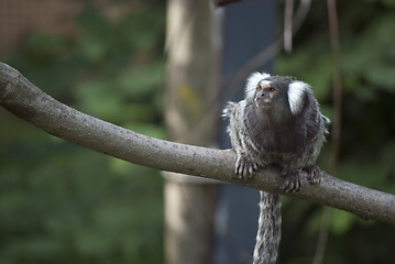 Image showing Common Marmoset