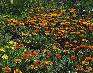 Image showing Blooming Gezanie