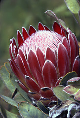 Image showing Protea