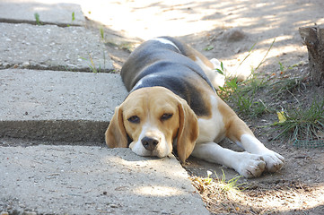 Image showing Beagle