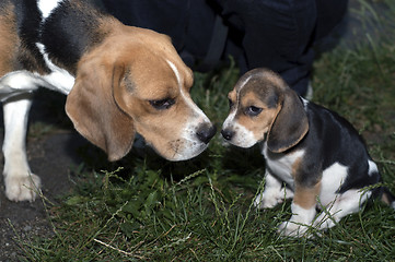 Image showing Beagles