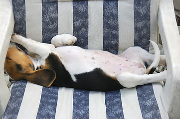 Image showing Beagle Puppy