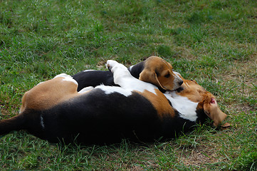 Image showing Beagles