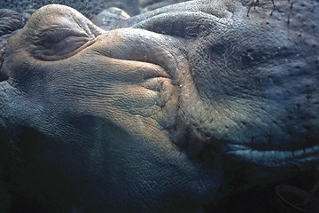 Image showing Hippo