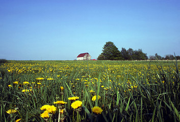 Image showing Farm