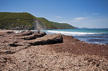 Image showing Ostriconi beach