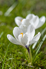 Image showing White Crocus