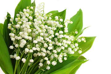 Image showing Lily of the valley