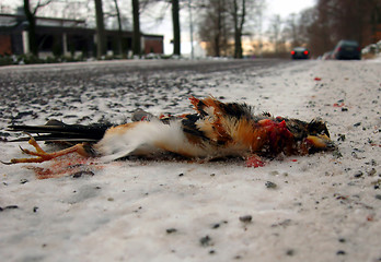 Image showing Traffic victim