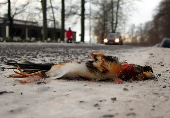 Image showing Traffic victim