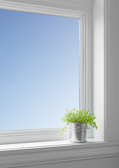 Image showing Green plant on a windowsill, with blue sky seen through the wind