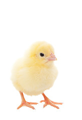 Image showing Baby Chick