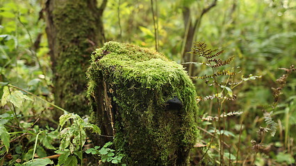 Image showing Moss covered