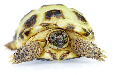 Image showing Photo of turtle on a white background