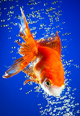 Image showing goldfish