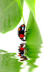 Image showing The small bug on a leaf of a plant.