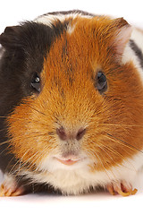 Image showing Portrait of a Guinea-pig. Macro a photo.