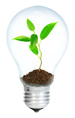Image showing Young sprout in light bulb