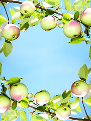 Image showing apples - frame 