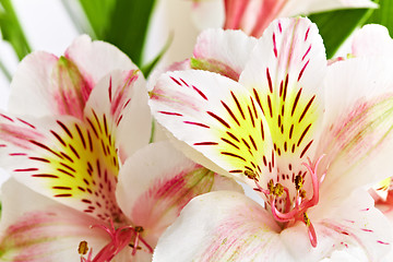 Image showing orchid