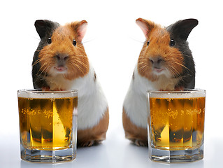 Image showing guinea-pig and beer