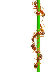 Image showing Ants