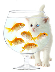 Image showing kitten and fish