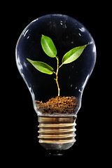 Image showing Young sprout in light bulb