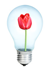 Image showing Electrobulb with a bunch of tulips