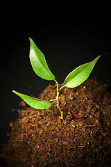 Image showing Young sprout on a black background