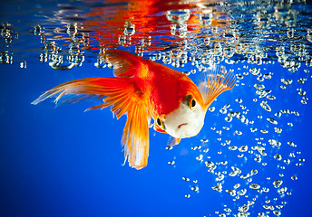 Image showing goldfish