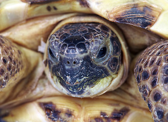 Image showing Photo of a turtle close up