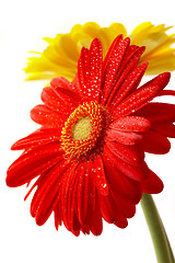 Image showing Red and yellow flower on a white background
